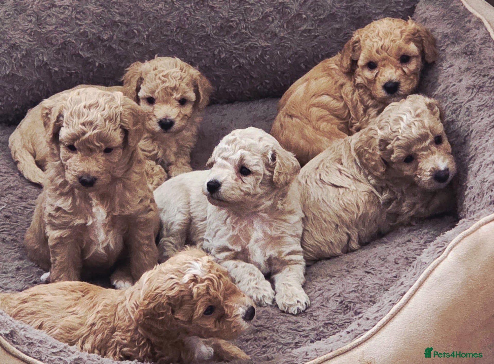 Cavapoochon dogs READY TO RESERVE - CAVAPOOCHON LITTER - Advert 10