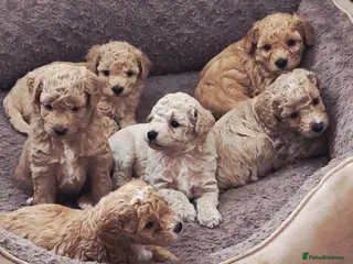 Cavapoochon dogs READY TO RESERVE - CAVAPOOCHON LITTER - Advert 1