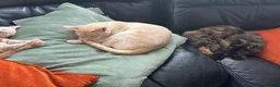 Persian cats for sale: Persian x Siamese kitten - Advert 4