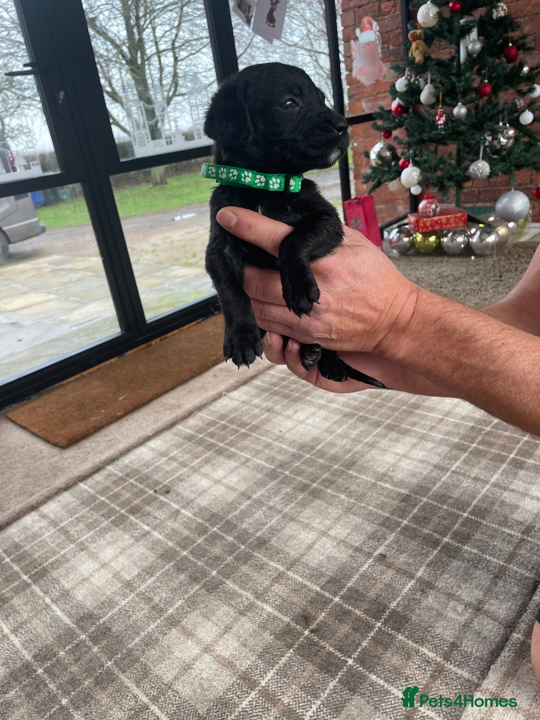 Mixed Breed dogs for sale: Irish Water Spaniel mum and Fox Red Labrador dad - Advert 6