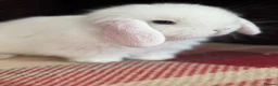 Mini Lop rabbits for sale: Gorgeous mini lop & lion lop babies (vaccinated)  in Llandysul - Advert 7