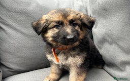 German Shepherd dogs for sale: *READY NOW!!* KC DNA BVA German Shepherds - Image 12