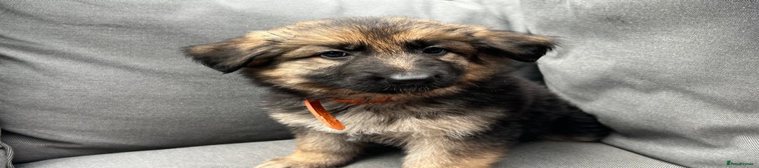 Orange collar German Shepherd Puppy 6