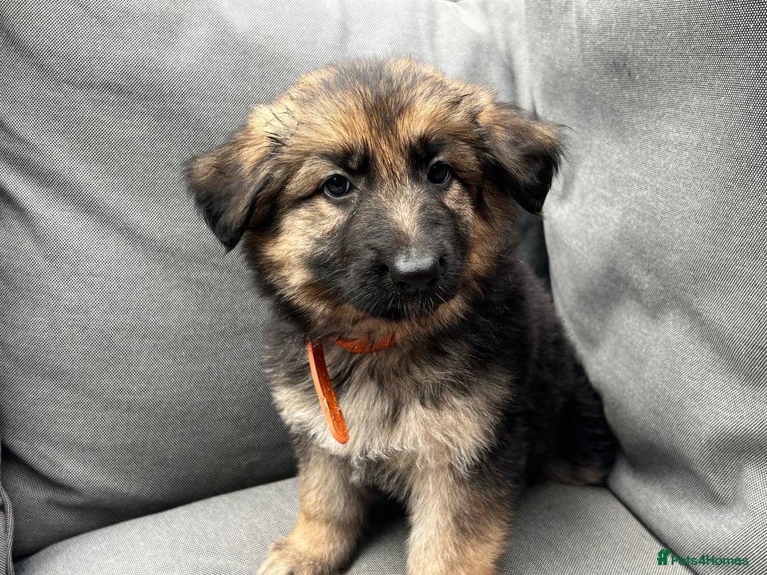 German Shepherd dogs for sale: *READY NOW!!* KC DNA BVA German Shepherds - Image 12