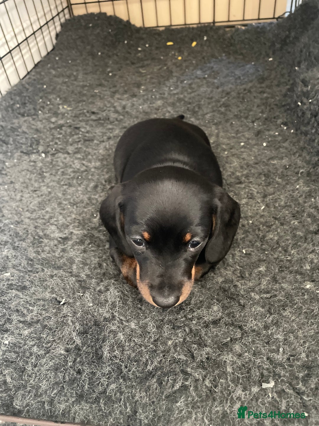 Miniature Dachshund dogs for sale: 10 week old Miniature Dachshund  - Advert 1