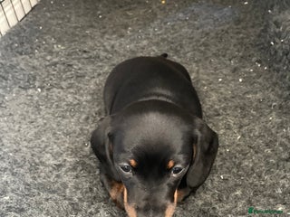 Miniature Dachshund dogs 10 week old Miniature Dachshund - Advert 3