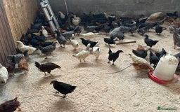 Chickens poultry for sale: hybrid pullets - Image 2