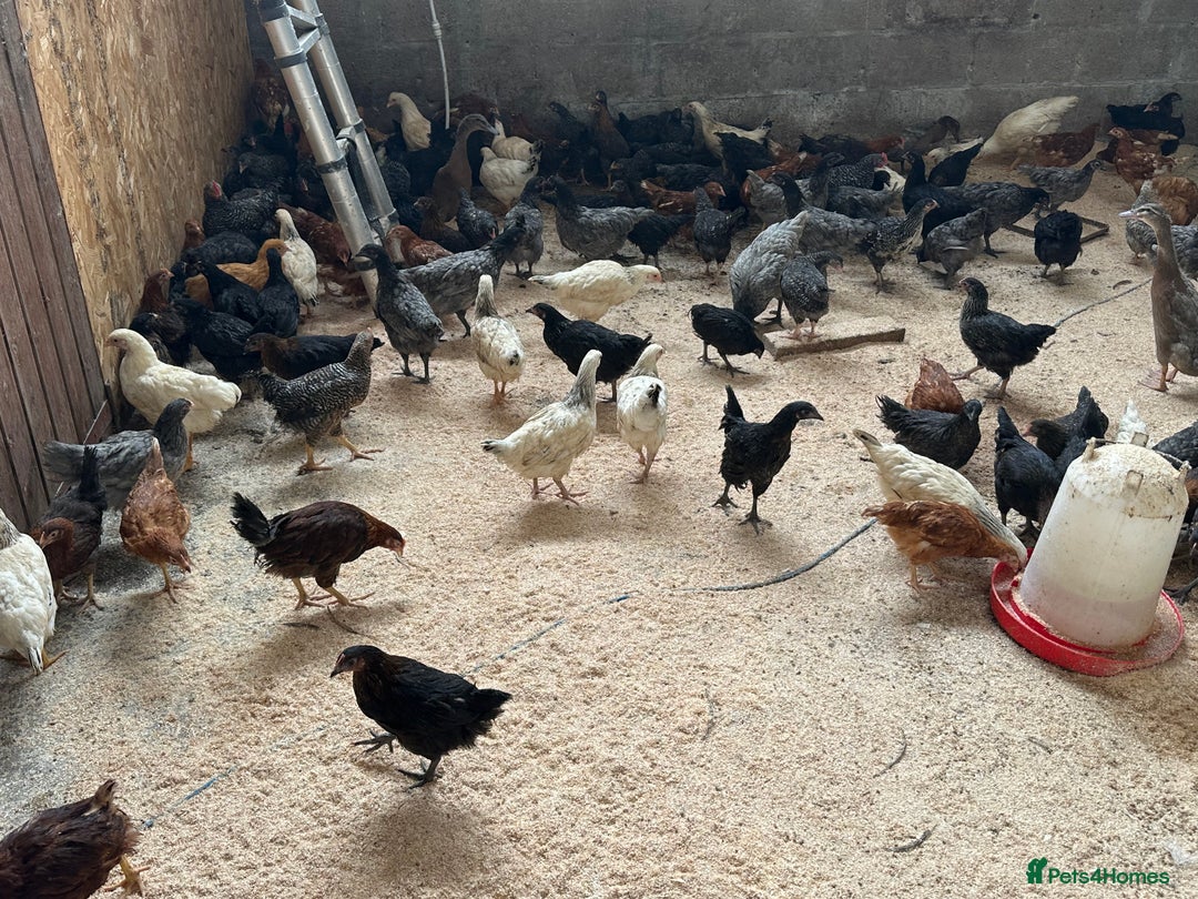 Chickens poultry for sale: hybrid pullets - Image 2