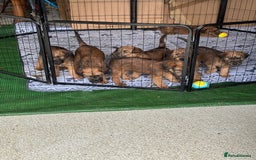 Irish Terrier dogs for sale: Irish Terrier Puppies - Image 11