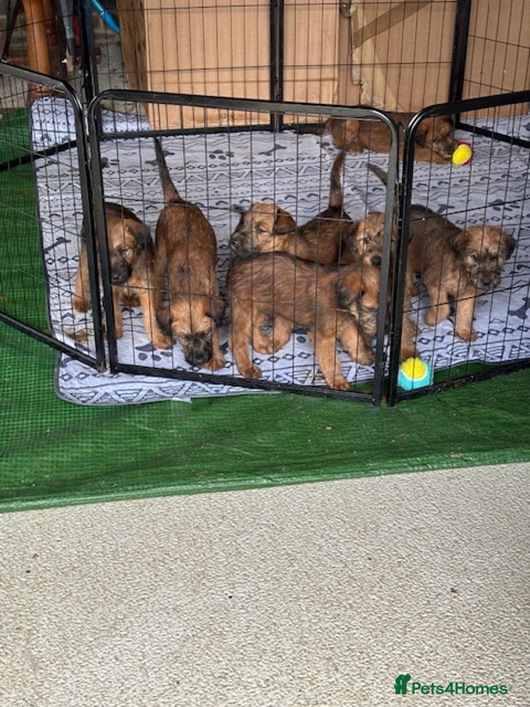 Irish Terrier dogs for sale: Irish Terrier Puppies - Image 11