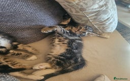 Bengal cats for sale: Bengal x brithish shorthair - Image 3