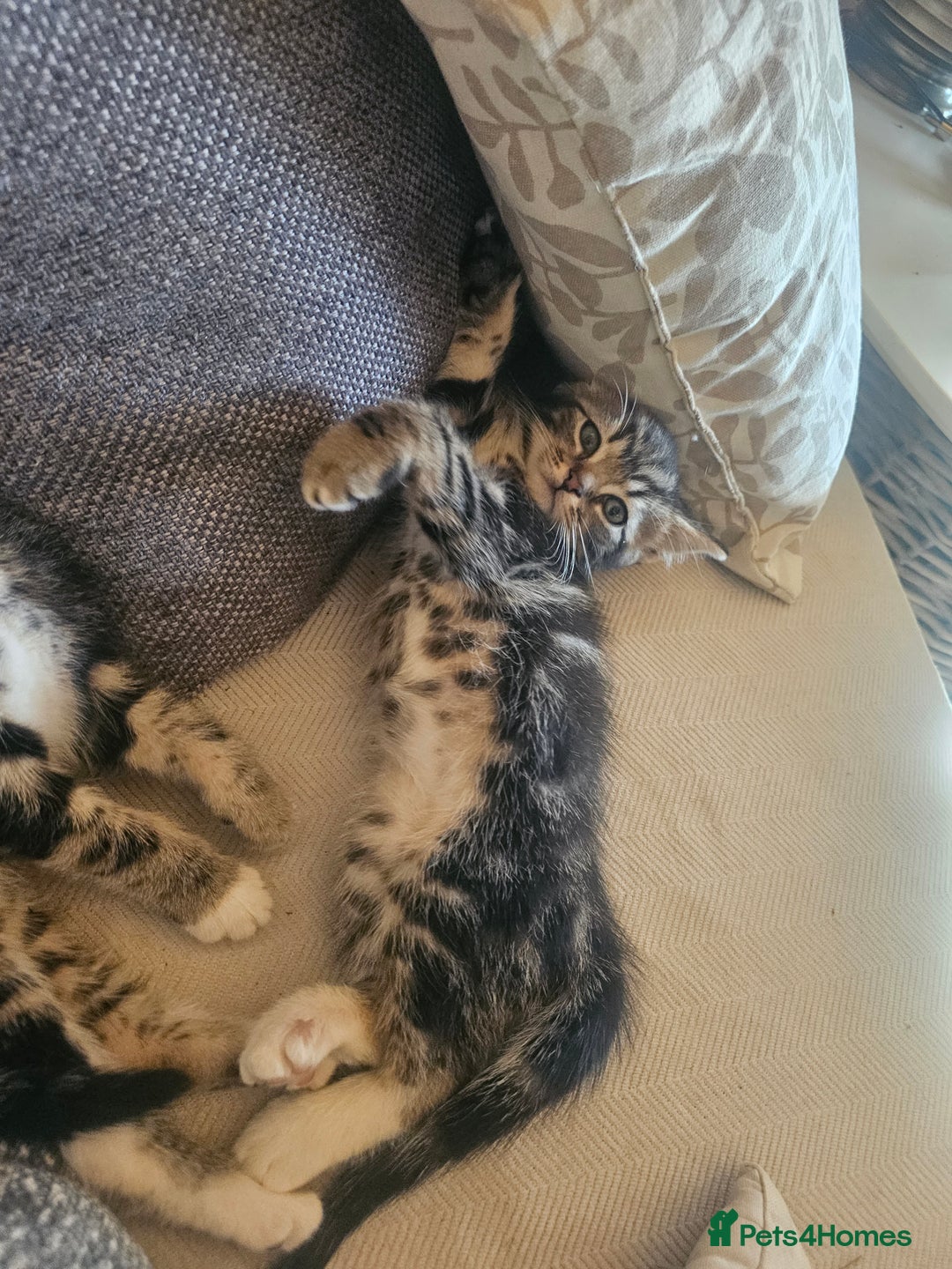 Bengal cats for sale: Bengal x brithish shorthair - Image 3