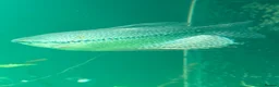 Gouramis fish for sale: Male Pearl Gourami in Bristol - Advert 2