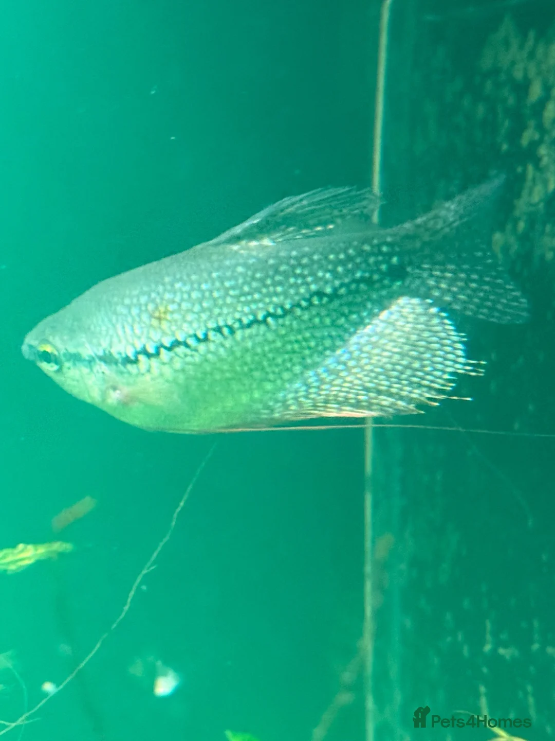 Gouramis fish for sale: Male Pearl Gourami in Bristol - Advert 2