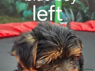 Yorkshire Terrier dogs Yorkshire terrier puppies - Advert 2