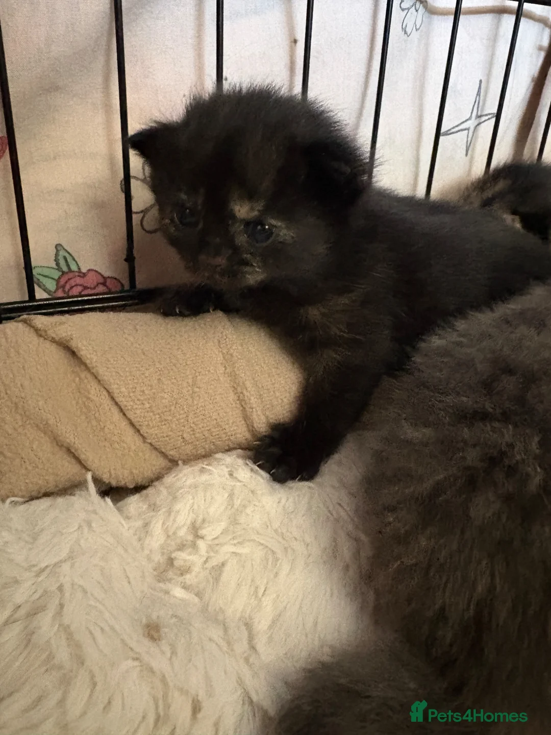 British Shorthair cats for sale: 4 British shorthair kittens in Salisbury - Advert 10