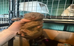 British Shorthair cats for sale: Tica reg cinnamon kittens  - Image 7