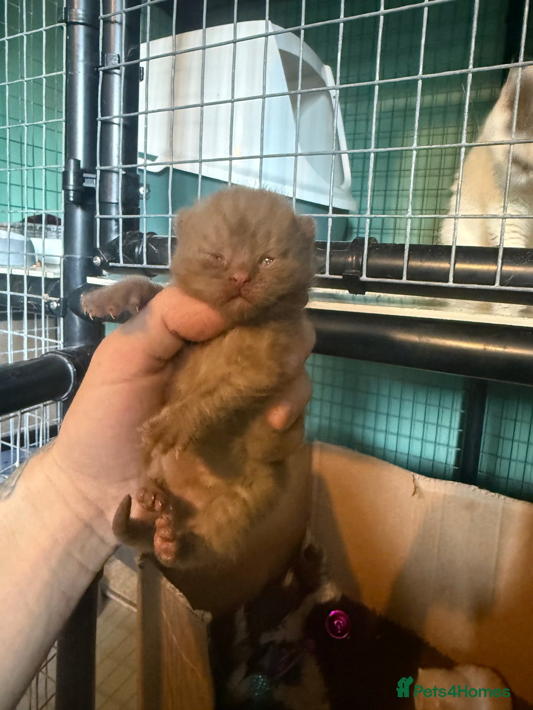 British Shorthair cats for sale: Tica reg cinnamon kittens  - Image 7
