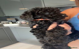 Labradoodle dogs for sale: F1B Minature Labradoodle - Image 3