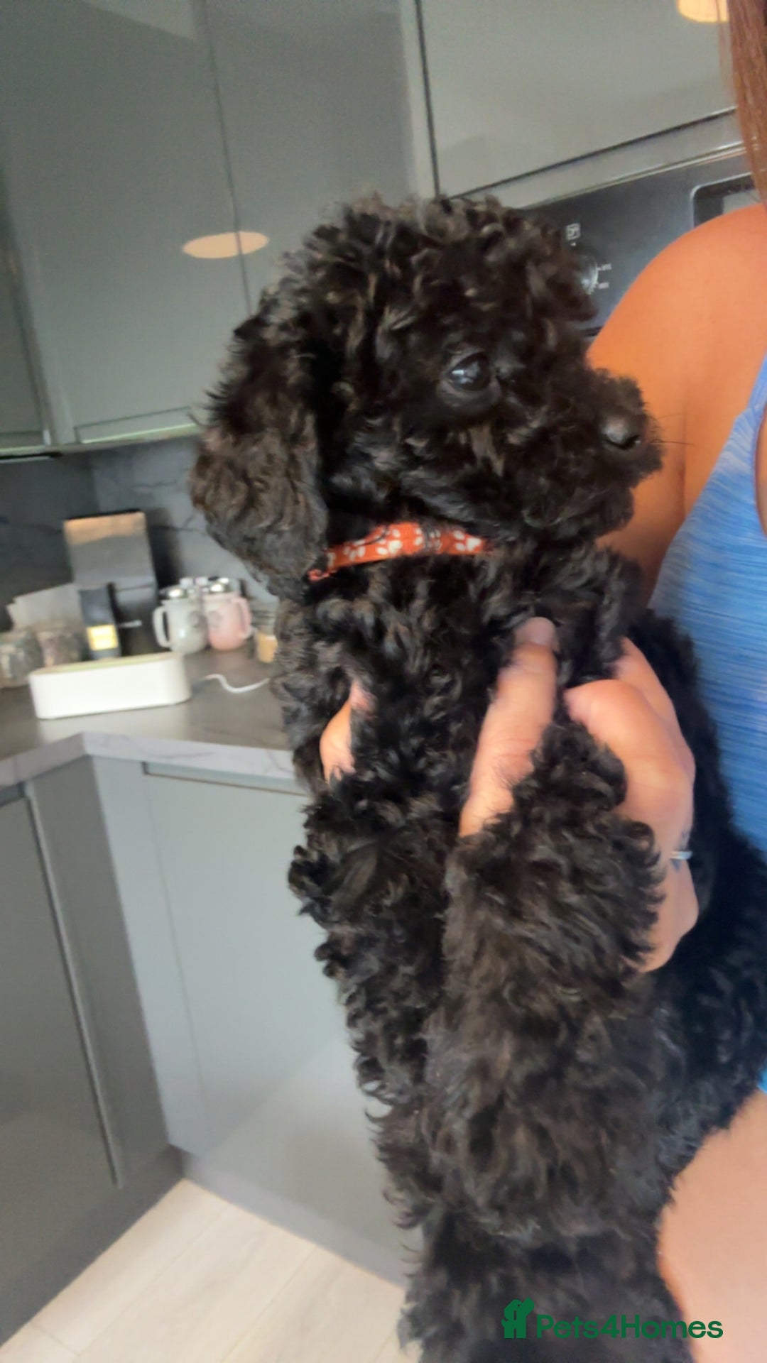 Labradoodle dogs for sale: F1B Minature Labradoodle - Image 3
