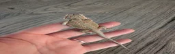 Bearded Dragon reptiles for sale: Baby bearded dragons  - Advert 25