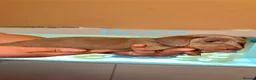 Miniature Dachshund dogs for sale: Adorable Miniature Dachshund Puppies - Advert 7