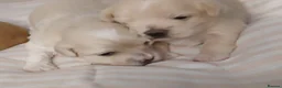 Mixed Breed dogs for sale: Luxury MauxiePoos This is CUTE OVERLOAD  - Advert 4