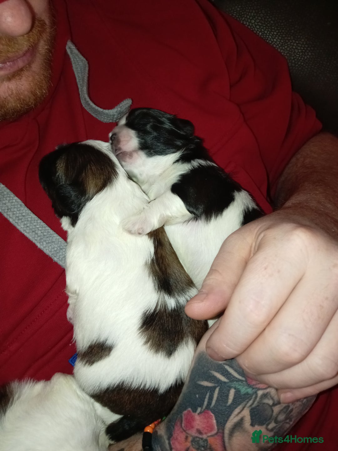 Shih Tzu dogs for sale: Female black and white shih tzu puppy  - Image 8