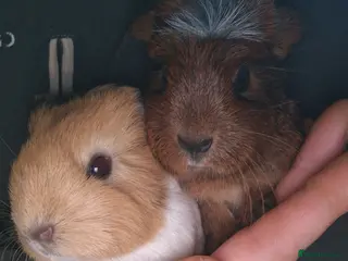 Guinea Pig rodents Agouti breed & shelte breed / 22nd mar 26 - Advert 18