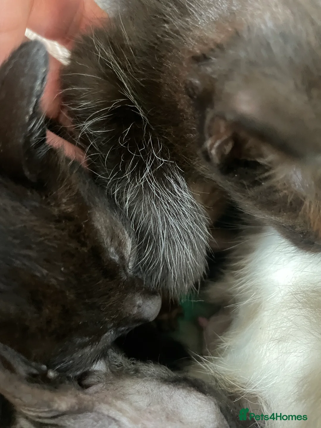 Mixed Breed cats for sale: 3 fluffy Rag doll x Cornish Rex male kittens - Advert 2