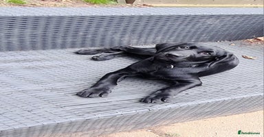Labrador Retriever dogs in Jedburgh - Advert 4