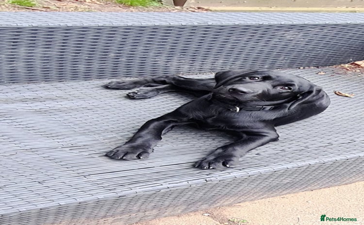 Labrador Retriever dogs in Jedburgh - Advert 14