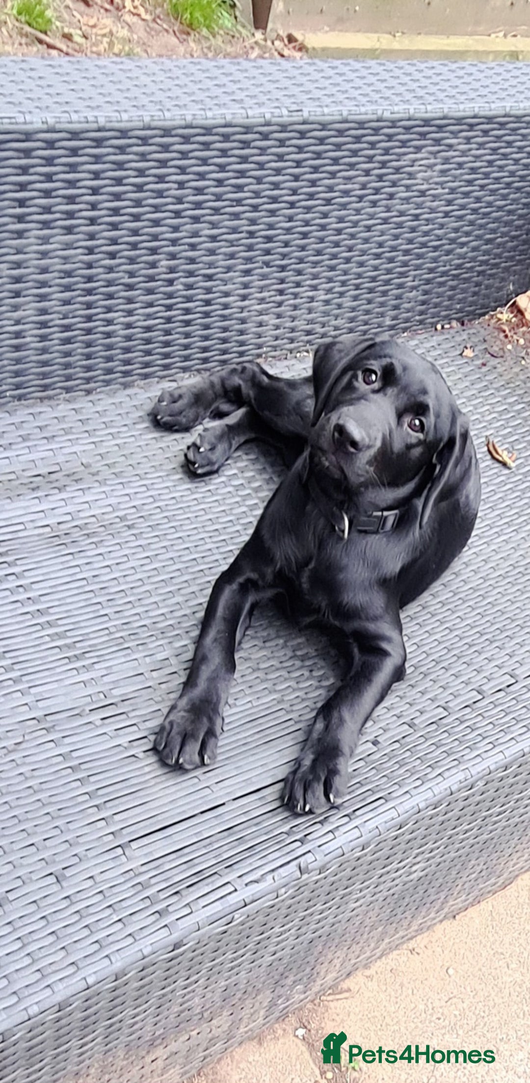 Labrador Retriever dogs for sale: Last girl Kc reg labrador puppies  in Jedburgh - Image 2