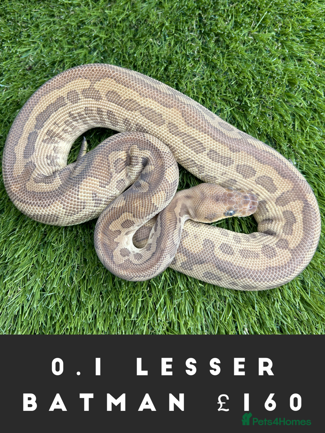 Python Snake reptiles for sale: Royal Pythons  - Image 6