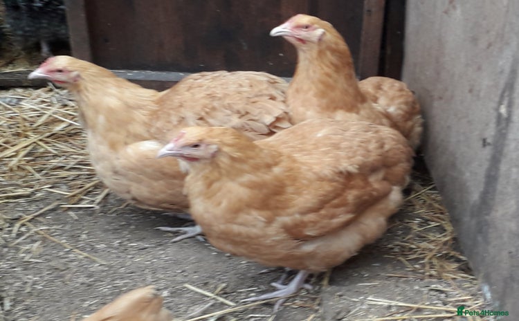 Chickens poultry - Advert 4