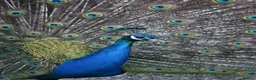 Peafowl poultry for sale: Indian Blue peacock and peahens - Advert 4