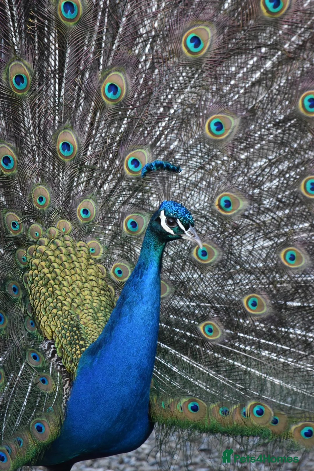Peafowl poultry for sale: Indian Blue peacock and peahens - Advert 4