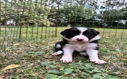 Border Collie dogs for sale: 4 week old Adorable Border Collie Puppies  - Image 20