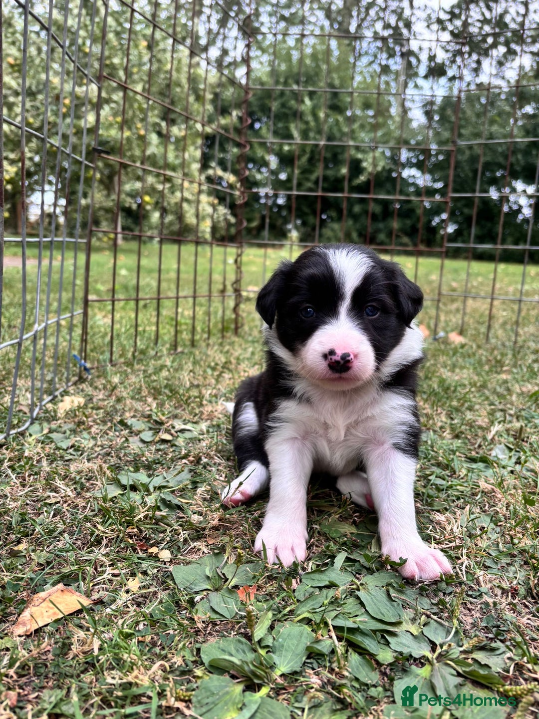 Border Collie dogs for sale: 4 week old Adorable Border Collie Puppies  - Image 20