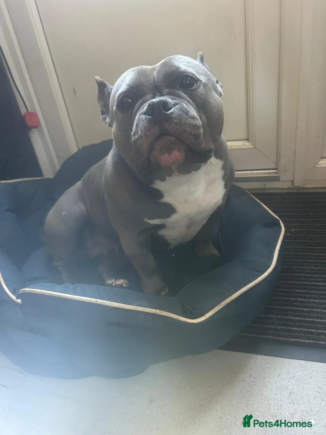 American Bully dogs for sale: Pocket bully very friendly 5 years old in London - Advert 2
