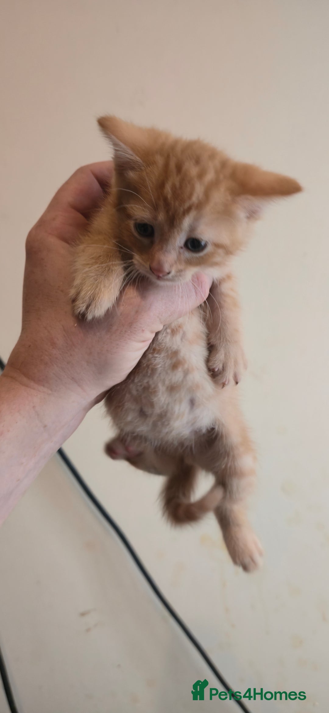Mixed Breed cats for sale: 8 beautiful kittens ready for 1/09/2025 - Image 6