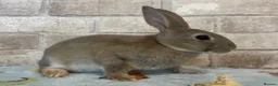 Rex rabbits for sale: Mini Rex  - Advert 1