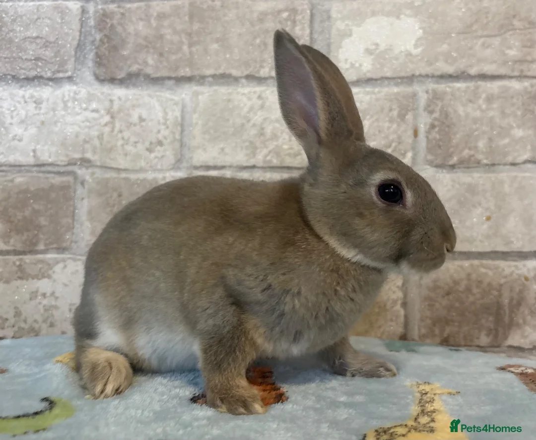 Rex rabbits for sale: Mini Rex  - Advert 1