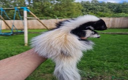Mixed Breed rodents for sale: 2 FEMALE B&W SKUNK KITS RE AVAILABLE READY NOW! - Image 3