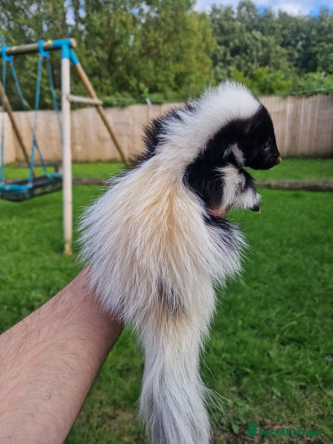 Mixed Breed rodents for sale: 2 FEMALE B&W SKUNK KITS RE AVAILABLE READY NOW! - Image 3