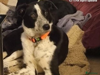 Mixed Breed dogs in Brixham - Advert 6