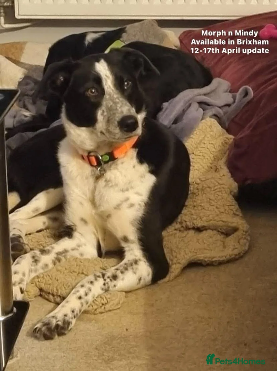 Mixed Breed dogs for adoption: Pretty Mindy. Reserved STC. in Brixham - Advert 1