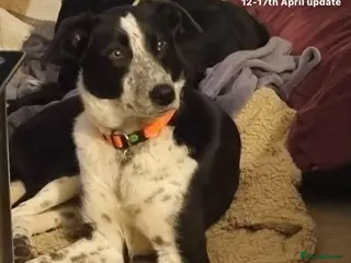 Mixed Breed dogs Pretty Mindy. Reserved STC. in Brixham - Advert 14