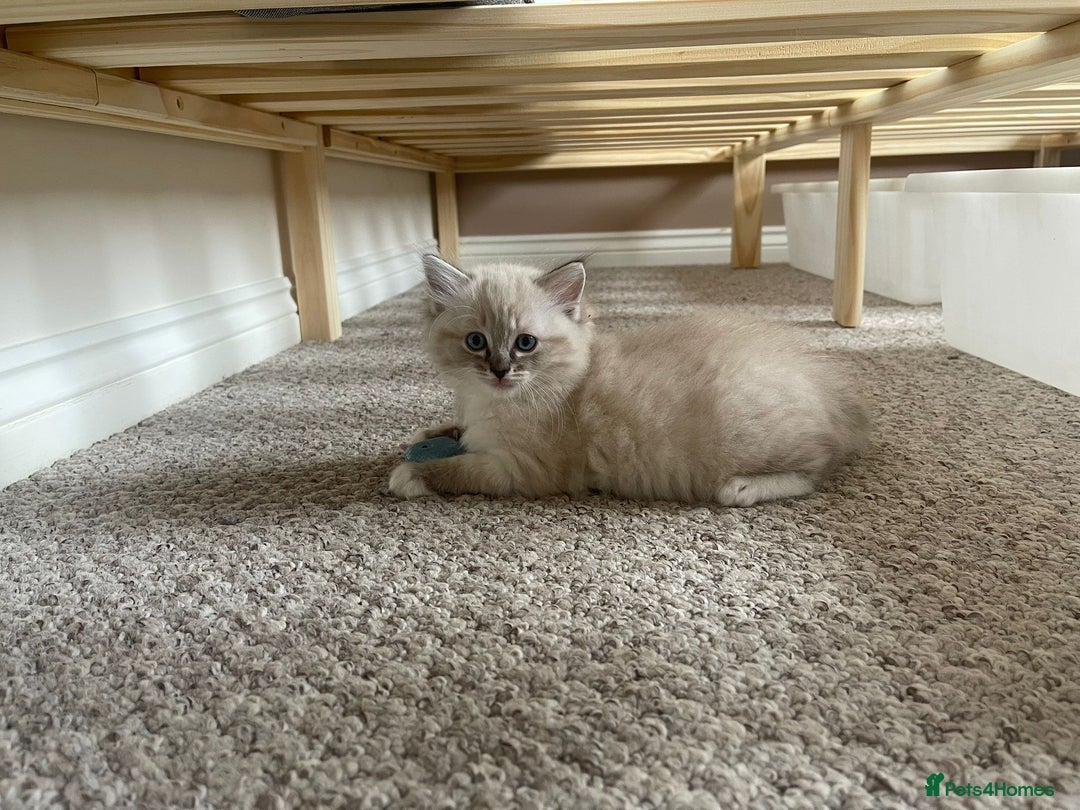 Ragdoll cats for sale: Four beautiful Ragdoll kittens available 🐾 - Image 8