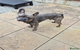 French Bulldog dogs for sale: French bulldog Apollo - Image 3